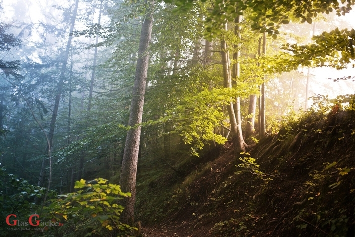 Potpore šumoposjednicima