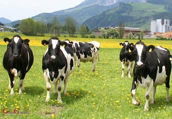 Održana izborna skupština Saveza udruga hrvatskih uzgajivača holstein goveda