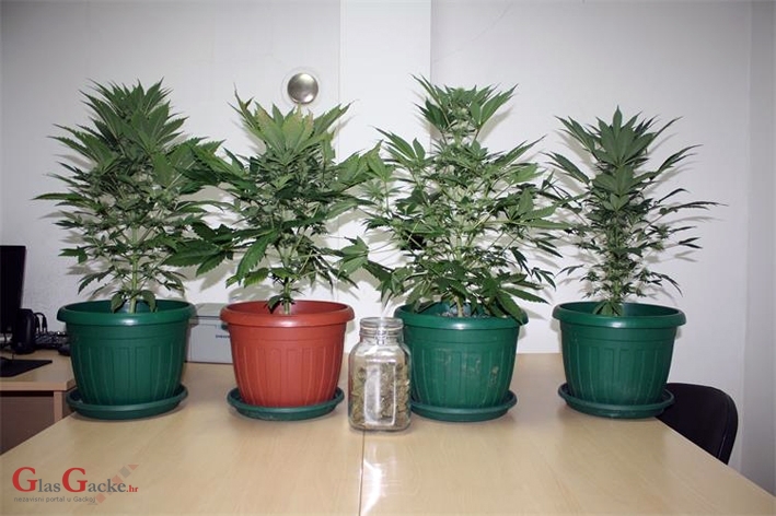 Samo četiri petnjaka konoplje