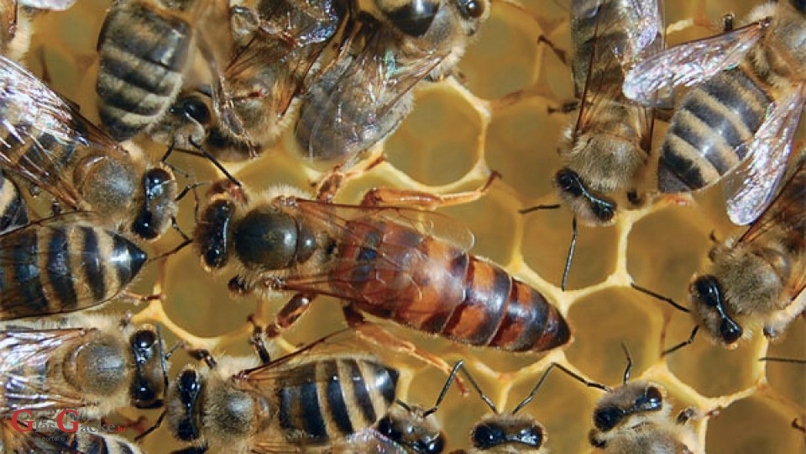 Odgovorno korištenje sredstava za zaštitu bilja preduvjet za zaštitu pčela i divljih oprašivača