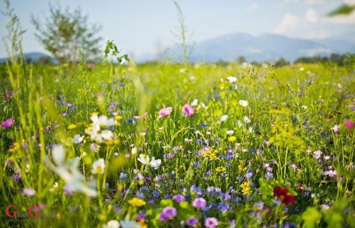 U e-savjetovanju Prijedlog pravilnika o izmjenama i dopunama Pravilnika o provedbi izravne potpore poljoprivredi i IAKS mjera ruralnog razvoja za 2024 U e-savjetovanju Prijedlog pravilnika o izmjenama i dopunama Pravilnika o provedbi izravne potpore poljoprivredi i IAKS mjera ruralnog razvoja za 2024