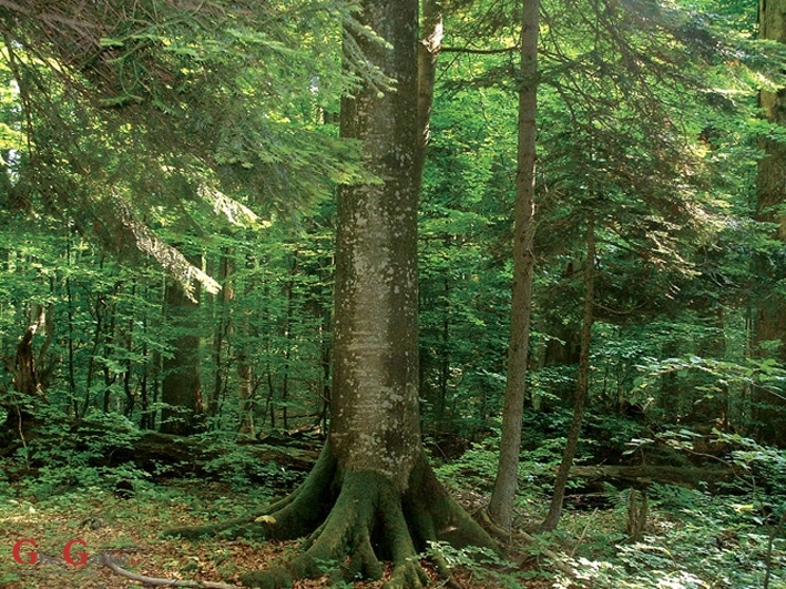 Rang liste za degradirane šume i za modernizaciju u uzgoju šume
