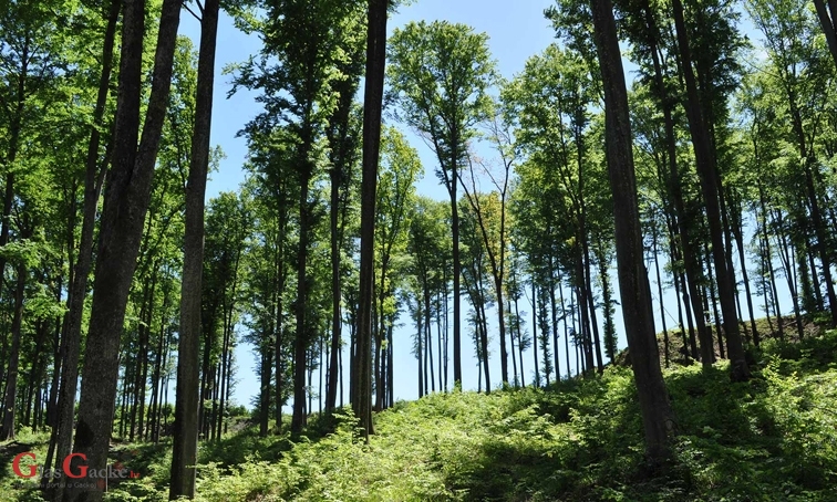 Smanjenje naknade za izdvajanje iz šumskogospodarskog područja Smanjenje naknade za izdvajanje iz šumskogospodarskog područja