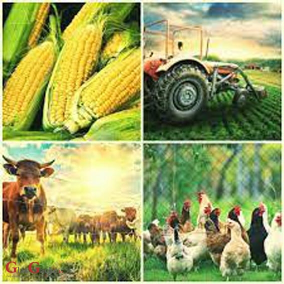 Isplata 1,7 milijarde kuna predujma poljoprivrednicima započinje 2. studenoga