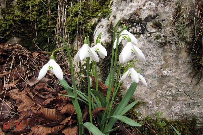  Poziv na sudjelovanje u akciji 'Jeste li ih vidjeli? – proljetnice' 