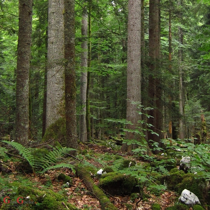 Međunarodni dan šuma 