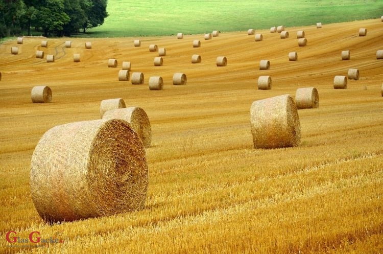 Poljoprivrednicima isplaćeno 505 milijuna eura za potpore zatražene na Jedinstvenom zahtjevu za 2024. godinu