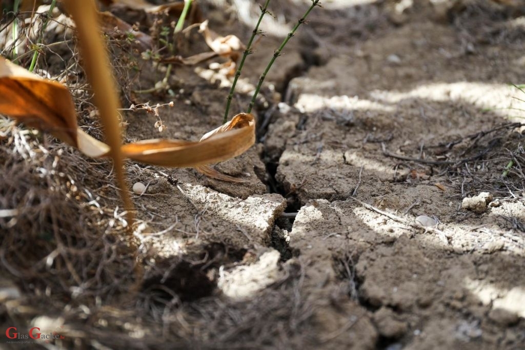U tijeku isplata prvih 33 milijuna kuna pomoći poljoprivrednicima za štete od suše