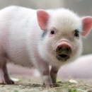 7,5 milijuna eura potpore sektoru svinjogojstva zbog afričke svinjske kuge
