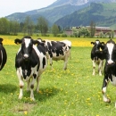 Održana izborna skupština Saveza udruga hrvatskih uzgajivača holstein goveda