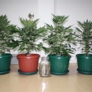 Samo četiri petnjaka konoplje