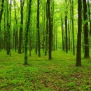 4 miliona eura za šume u području Natura