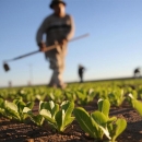 Započelo dostavljanje odluka preko AGRONET-a