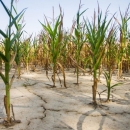 100 milijuna kuna vrijedan program za ublažavanje štete od suše