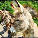 Još 10 dana do kraja RuralFoto nominacija