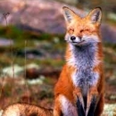 Započela jesenska oralna vakcinacija lisica protiv bjesnoće 