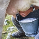 1,5 milijuna kuna potpore županijskim programima za mljekarstvo