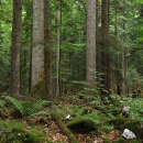 Međunarodni dan šuma 
