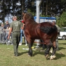 Rezultati 3. izložbe hrvatskog hladnokrvnjaka LSŽ