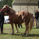 Rezultati 3. izložbe hrvatskog hladnokrvnjaka LSŽ