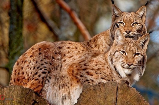 5,9 milijuna eura za očuvanje staništa velikih zvijeri i zaštitu domaćih životinja od napada