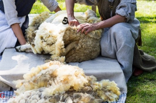Fema otvara pogon za preradu sirove ovčje vune 