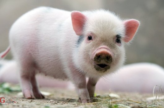 7,5 milijuna eura potpore sektoru svinjogojstva zbog afričke svinjske kuge