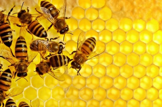 Potpore zbog gubitaka pčelinjih zajednica