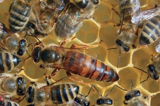 Odgovorno korištenje sredstava za zaštitu bilja preduvjet za zaštitu pčela i divljih oprašivača