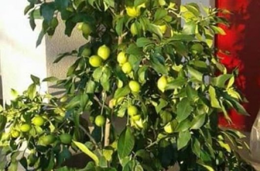Počinje berba limuna u Dubravi