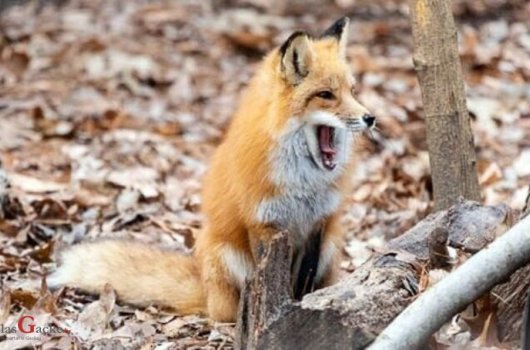 Započela oralna vakcinacija lisica 