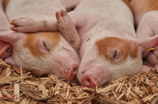 Ukinuta zaražena zona zbog izbijanja afričke svinjske kuge u Zadarskoj županiji