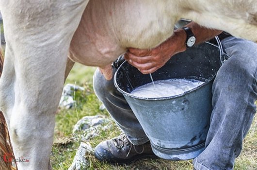 1,5 milijuna kuna potpore županijskim programima za mljekarstvo