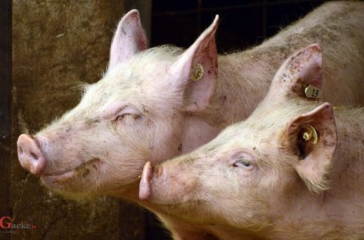 Program potpore proizvođačima tovnih svinja u e-savjetovanju