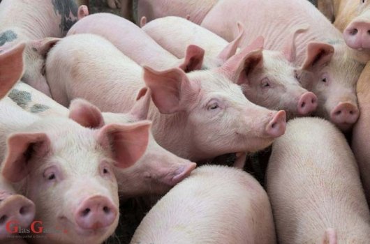 Tri milijuna kuna potpore proizvođačima tovnih svinja 