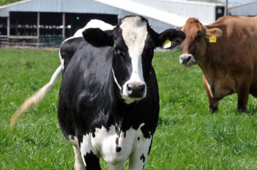 Isplaćeno više od 53 milijuna kuna potpore u sektoru govedarstva