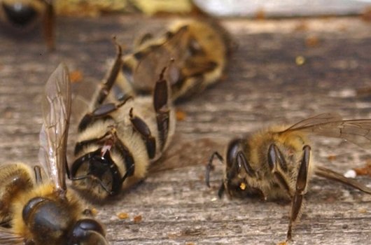 Započela predaja zahtjeva za potporu pčelarima za saniranje šteta uzrokovanih pomorom pčelinjih zajednica u ovoj godini