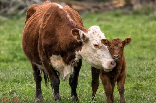 Sufinanciranje troškova umjetne oplodnje krava
