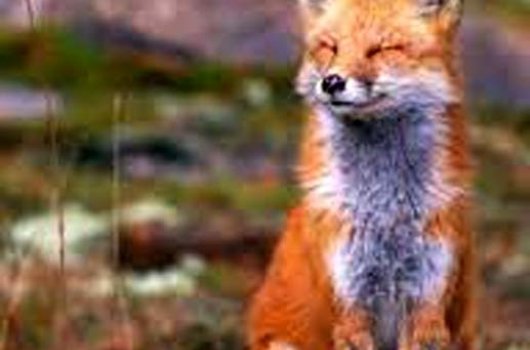 Započela jesenska oralna vakcinacija lisica protiv bjesnoće 