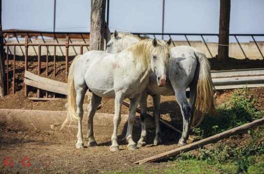 Podnošenje zahtjeva za potpore sektoru konjogojstva do 31. siječnja 